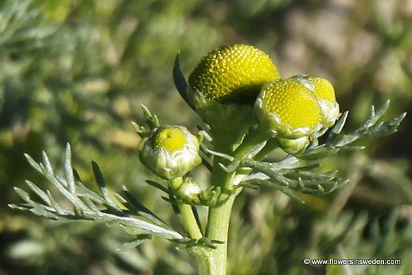 Bloemen in Zweden, Reizen, Vakantie