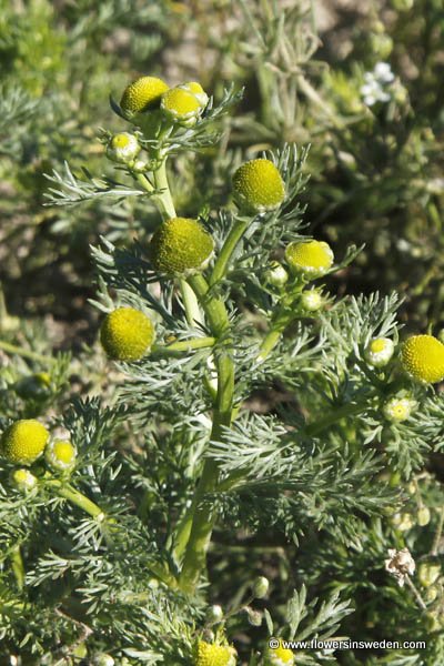 Sweden, Botany, Wild Flowers