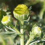 Chamomilla suaveolens - Flowers of Sweden