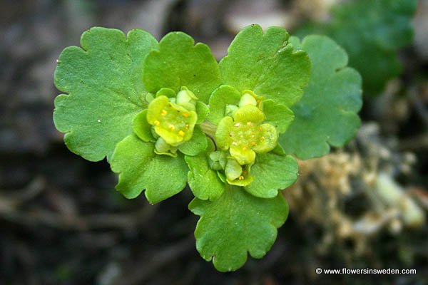 Sweden Flowers, Zweden Bloemen