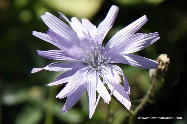 Native Plants of Sweden