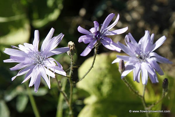 Cicerbita alpina, Lactuca alpina, Mulgedium alpinum, Torta, Alpen-Milchlattich, Alpensla, Alpine Blue-sow-thistle