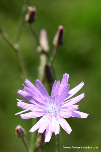 Cicerbita alpina, Lactuca alpina, Mulgedium alpinum, Torta, Alpen-Milchlattich, Alpensla, Alpine Blue-sow-thistle