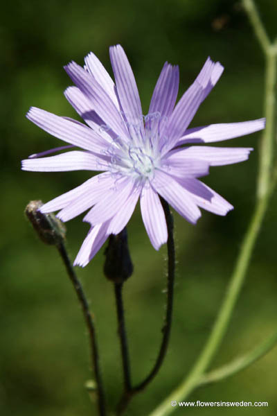 Zweden, Natuur, Reizen, Wilde Flora