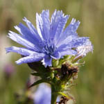 Cichorium intybus - Flowers of Sweden