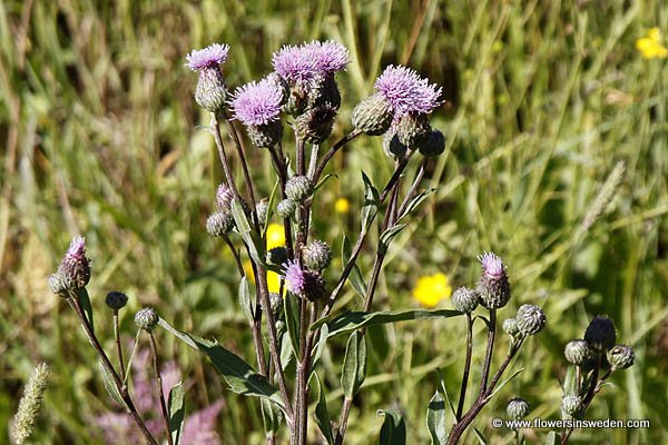 Zweden, Bloemen, Reizen, Natuur