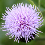 Cirsium arvense - Flowers of Sweden