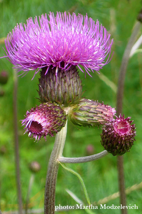 Vilda blommor i Sverige