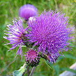 Cirsium helenioides - Flowers of Sweden