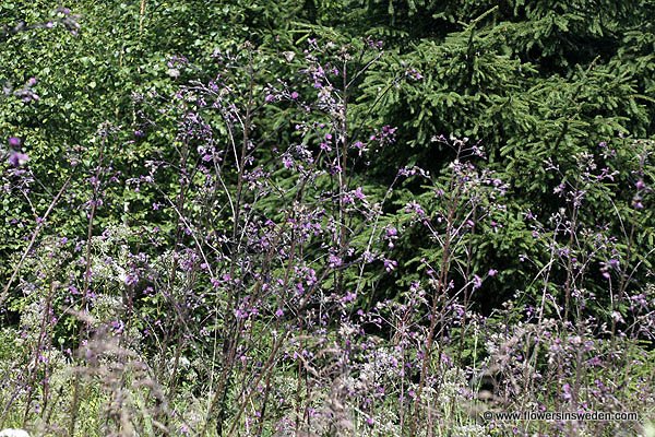 Cirsium palustre, Kärrtistel, Sumpf-Kratzdistel, Kale jonker, Marsh Thistle