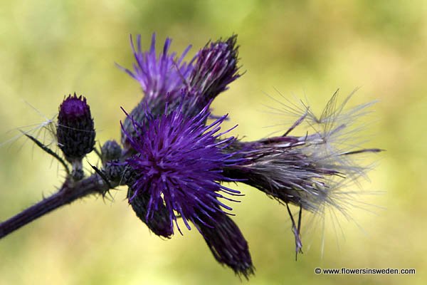 Sweden Travel Outdoors Nature Wildflowers