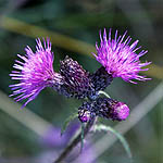 Cirsium palustre - Flowers of Sweden