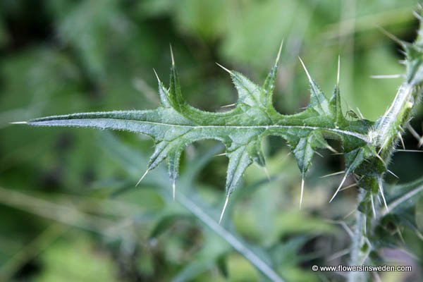 Cirsium vulgare, Cirsium lanceolatum, Vägtistel, Gewöhnliche Kratzdistel, Speerdistel, Spear Thistle, Bull Thistle, Black Thistle, Scotch Thistle