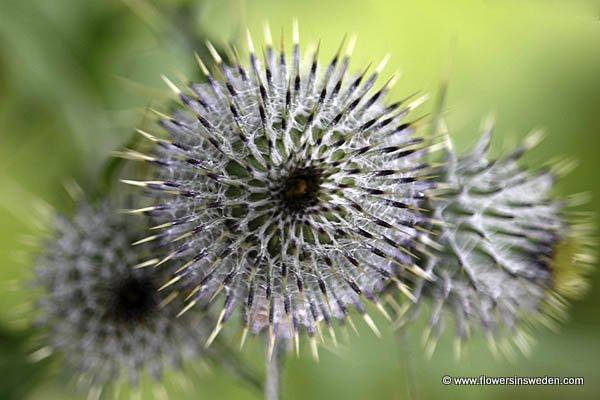 Vilda Blommor i Sverige (Wilde flora in Zweden)