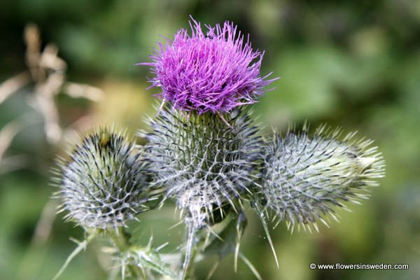 Cirsium vulgare, Cirsium lanceolatum, Vägtistel, Gewöhnliche Kratzdistel, Speerdistel, Spear Thistle, Bull Thistle, Black Thistle, Scotch Thistle