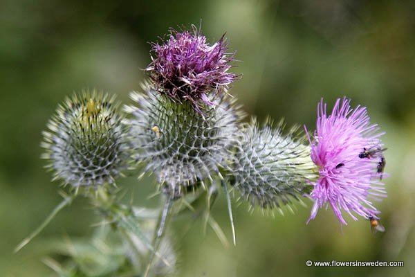 Flora of Sweden online, Native plants, Sverige