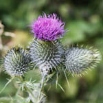 Cirsium palustre - Flowers of Sweden