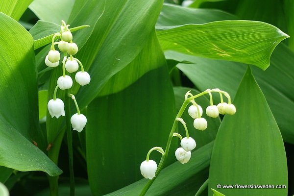 Sweden Flowers,Convallaria majalis, SE: Liljekonvalj, DE: Maiglöckchen, NL: Lelietje-van-dalen, UK: Lily of the valley