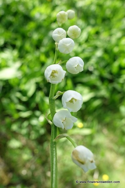 Convallaria majalis, Liljekonvalj, Maiglöckchen, Lelietje-van-dalen,  Lily of the valley