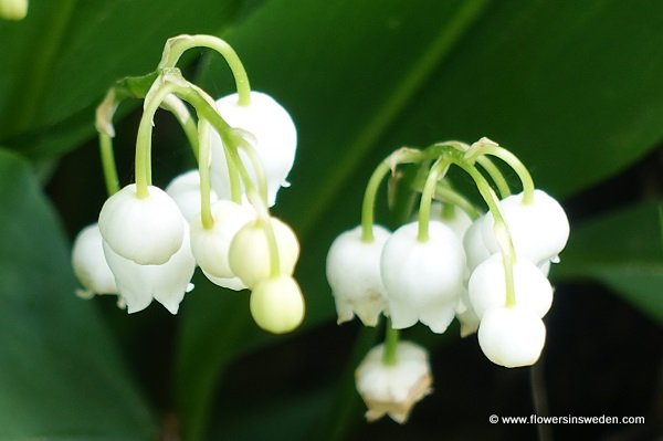 Flowers in Sweden, Wildflowers, Nature