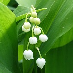 Convallaria majalis - Flowers of Sweden