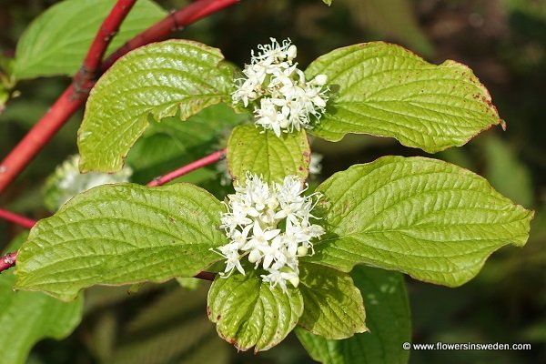 Sweden Flowers, Cornus sanguinea, Skogskornell, Roter Hartriegel, Rode kornoelje, Common dogwood