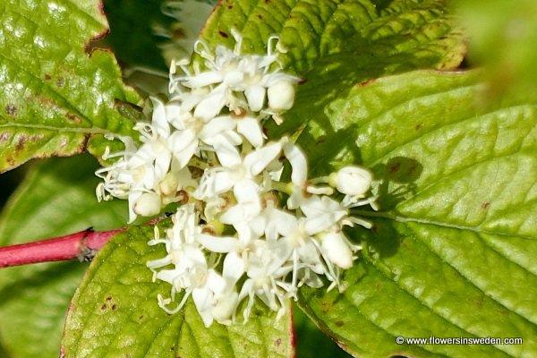 Flowers in Sweden, Wildflowers, Nature