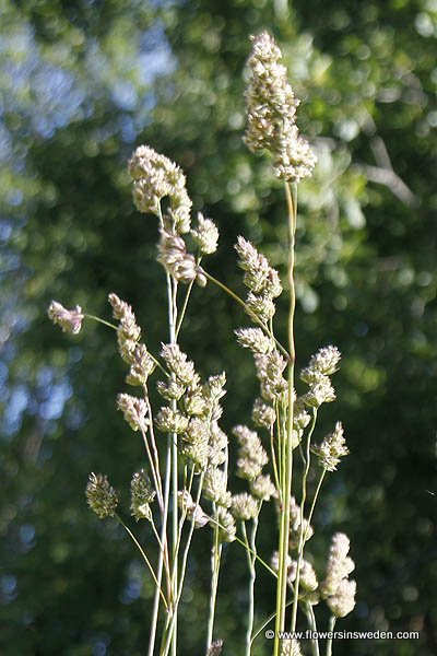 Vilda blommor i Sverige