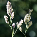 Dactylis glomerata - Flowers of Sweden