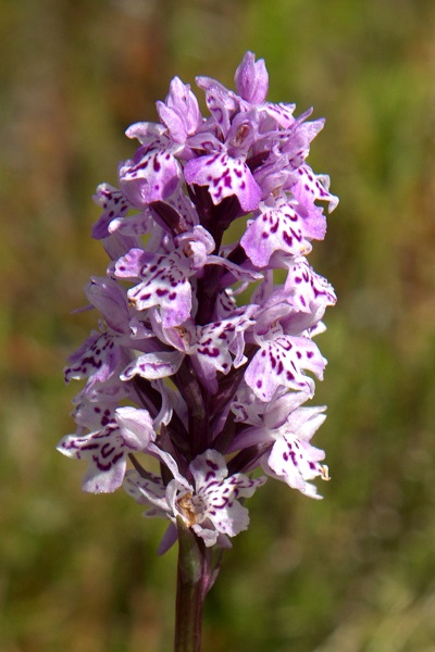 Flowers in Sweden - Vilda blommor i Sverige - Bloemen in Zweden