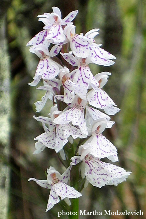 Flowers in Sweden - Vilda blommor i Sverige - Bloemn in Zweden