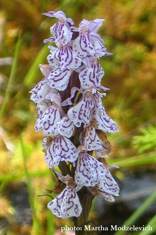 Sweden, Nature, Travel, Flowers