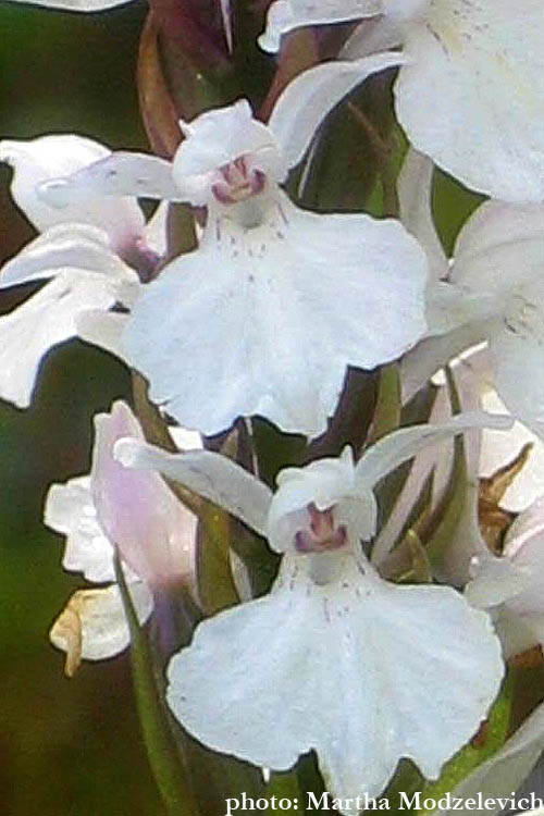 Zweden, Bloemen, Natuur