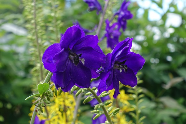 Sweden Flowers, Delphinium elatum, Stor riddarsporre, Hoher Rittersporn, Hoge ridderspoor, Candle larkspur, Alpine delphinium