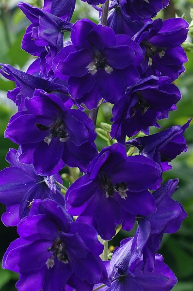 Delphinium elatum, Stor riddarsporre, Hoher Rittersporn, Hoge ridderspoor, Candle larkspur, Alpine delphinium