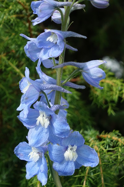 Delphinium elatum, Stor riddarsporre, Hoher Rittersporn, Hoge ridderspoor, Candle larkspur, Alpine delphinium