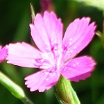 Dianthus armeria - Flowers of Sweden