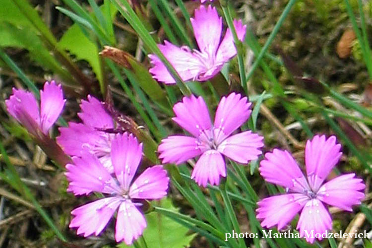 Sweden, Florist, Wildflowers, Vilda blommor i Sverige