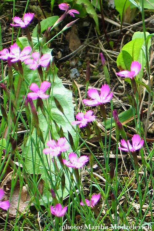 Dianthus deltoides, Backnejlika, Heide-Nelke, Steenanjer, Maiden Pink, Bloemen in Zweden
