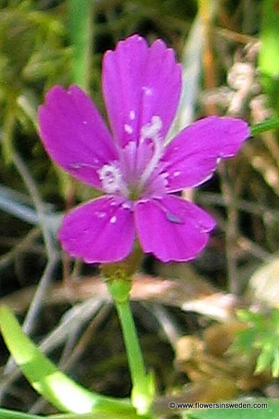 Flora of Sweden online, Native plants, Sverige