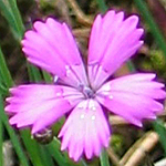 Dianthus deltoides - Flowers of Sweden