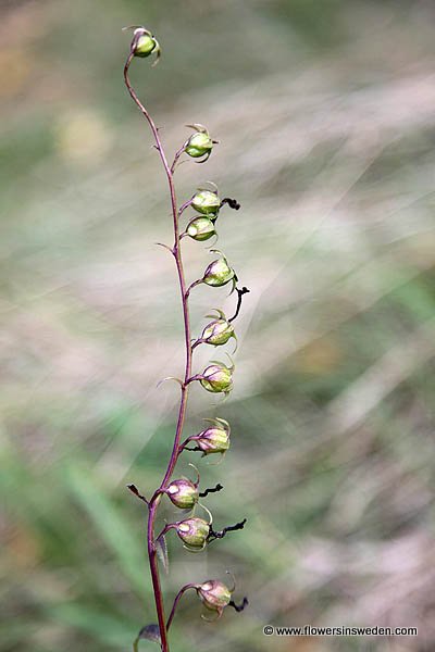 Vilda blommor i Sverige