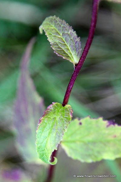 Sweden, Travel, Nature, Botany