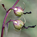 Digitalis purpurea - Flowers of Sweden