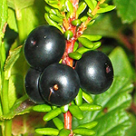 Empetrum nigrum - Flowers of Sweden