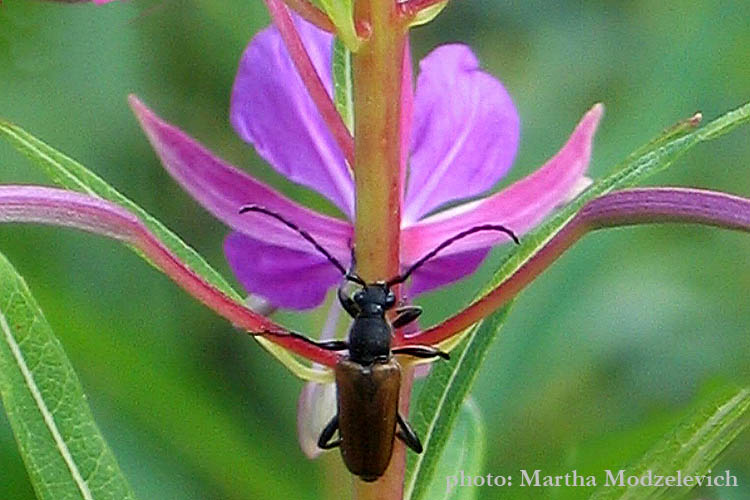 Sweden wildflowers and native plants - Vilda blommor i Sverige