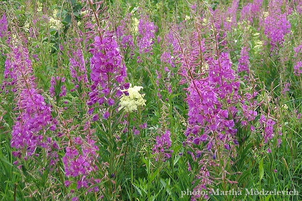 Zweden, Bloemen, Natuur