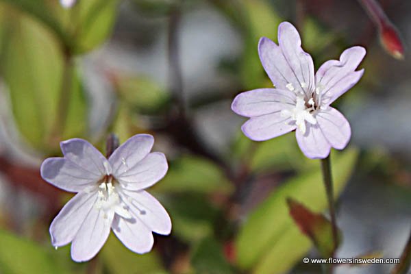 Sweden, Native Plants, Nature, Botany