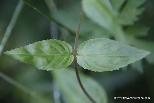 Flora of Sweden online, Native plants, Sverige