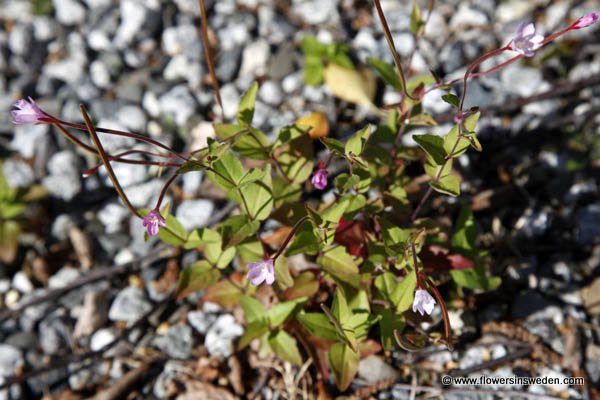 Epilobium collinum, Backdunört, Hügel-Weidenröschen, Basterdwederik, Hill Willow-herb